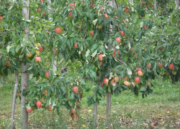 Argenpark Kressbronn Comfortable